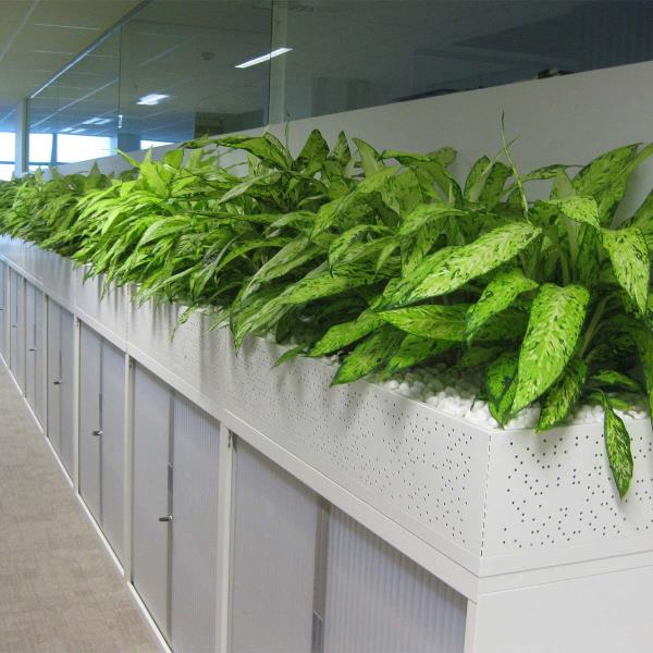 plants in a planter