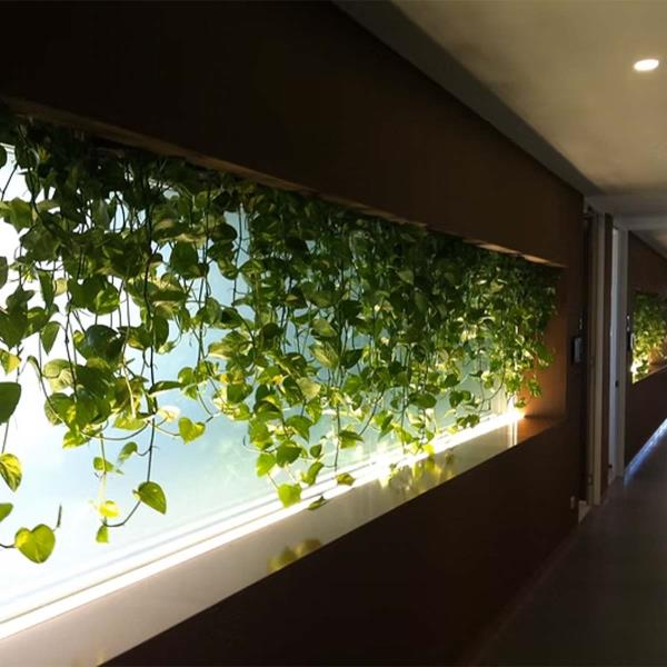 long hanging plants