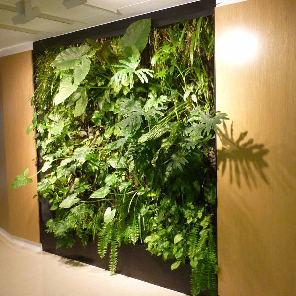 wall indoor plants